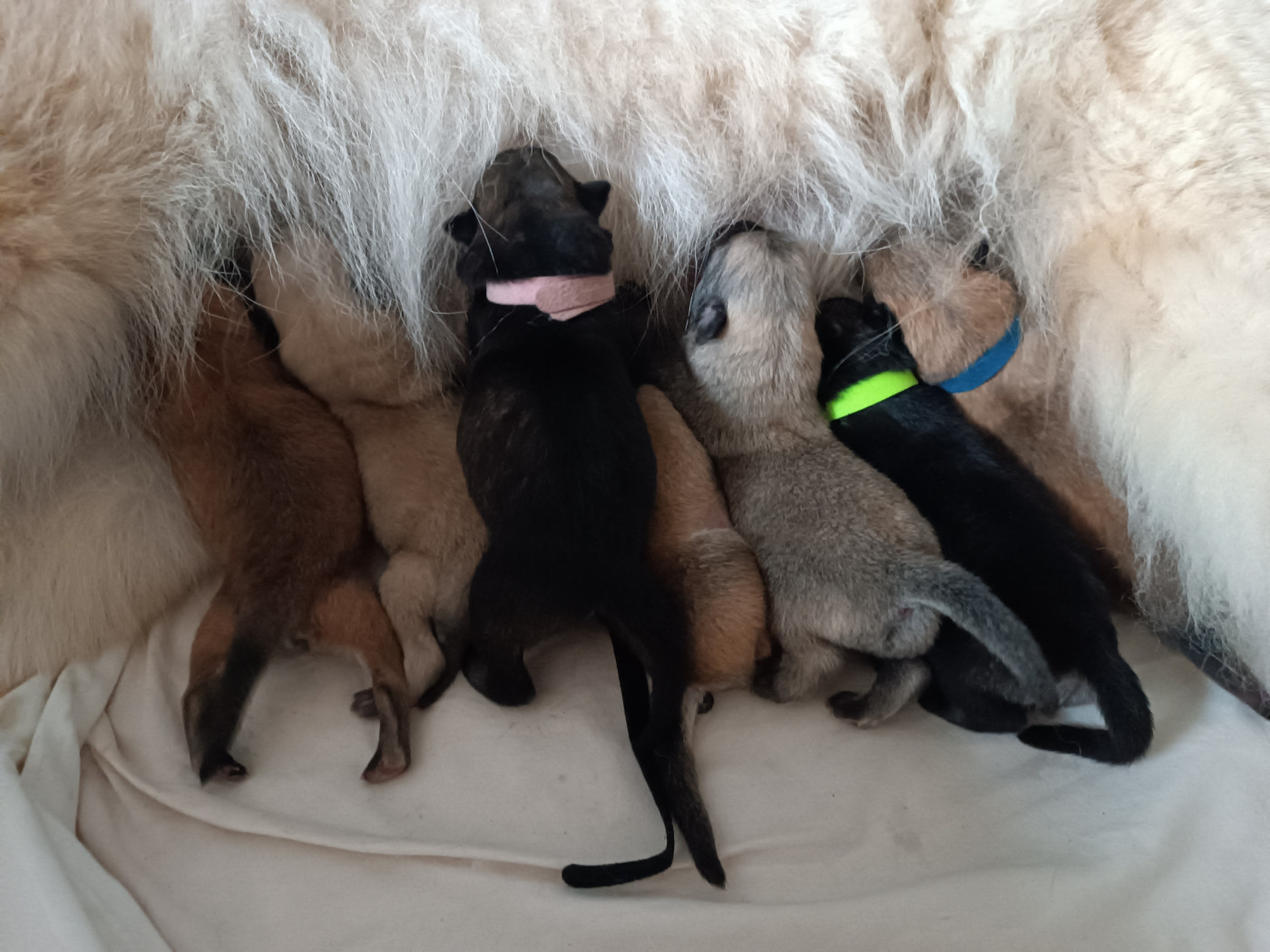 Prochaine portée prévue pour l'été