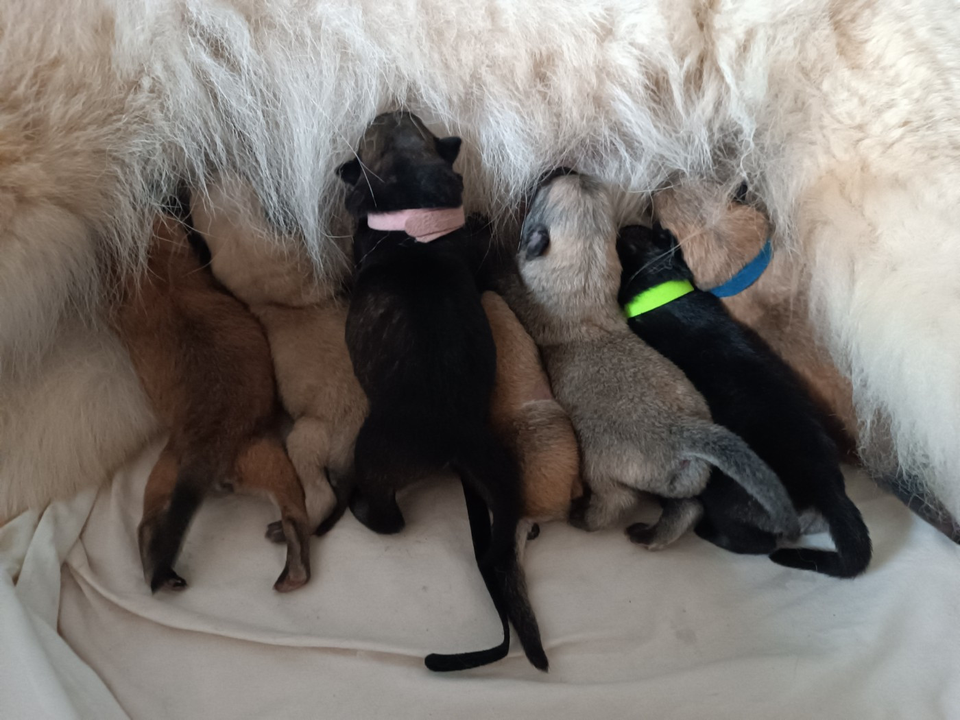 Gestation confirmée pour Triskell