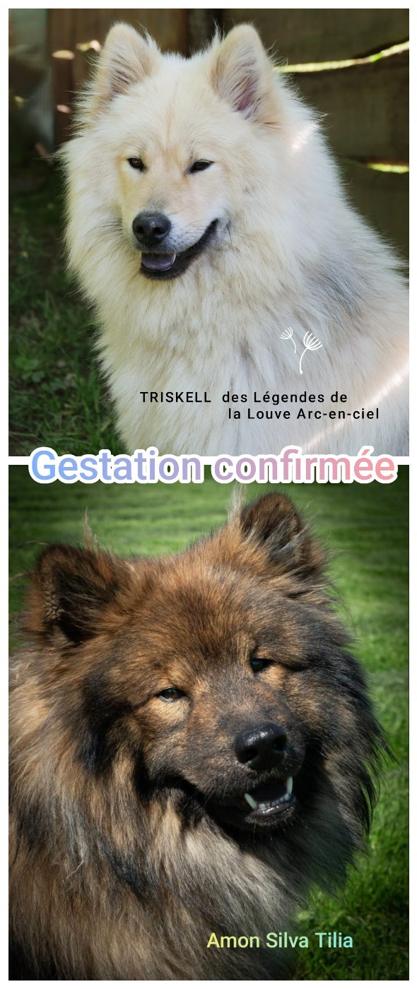 Gestation confirmée pour Triskell