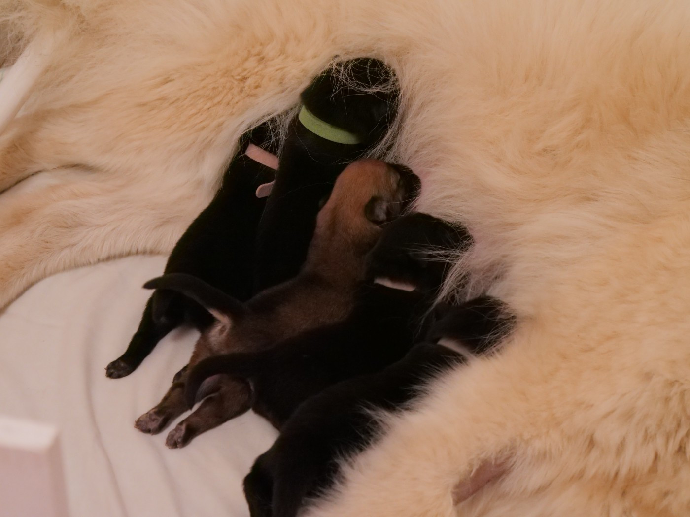 Naissance de 5 petits loups