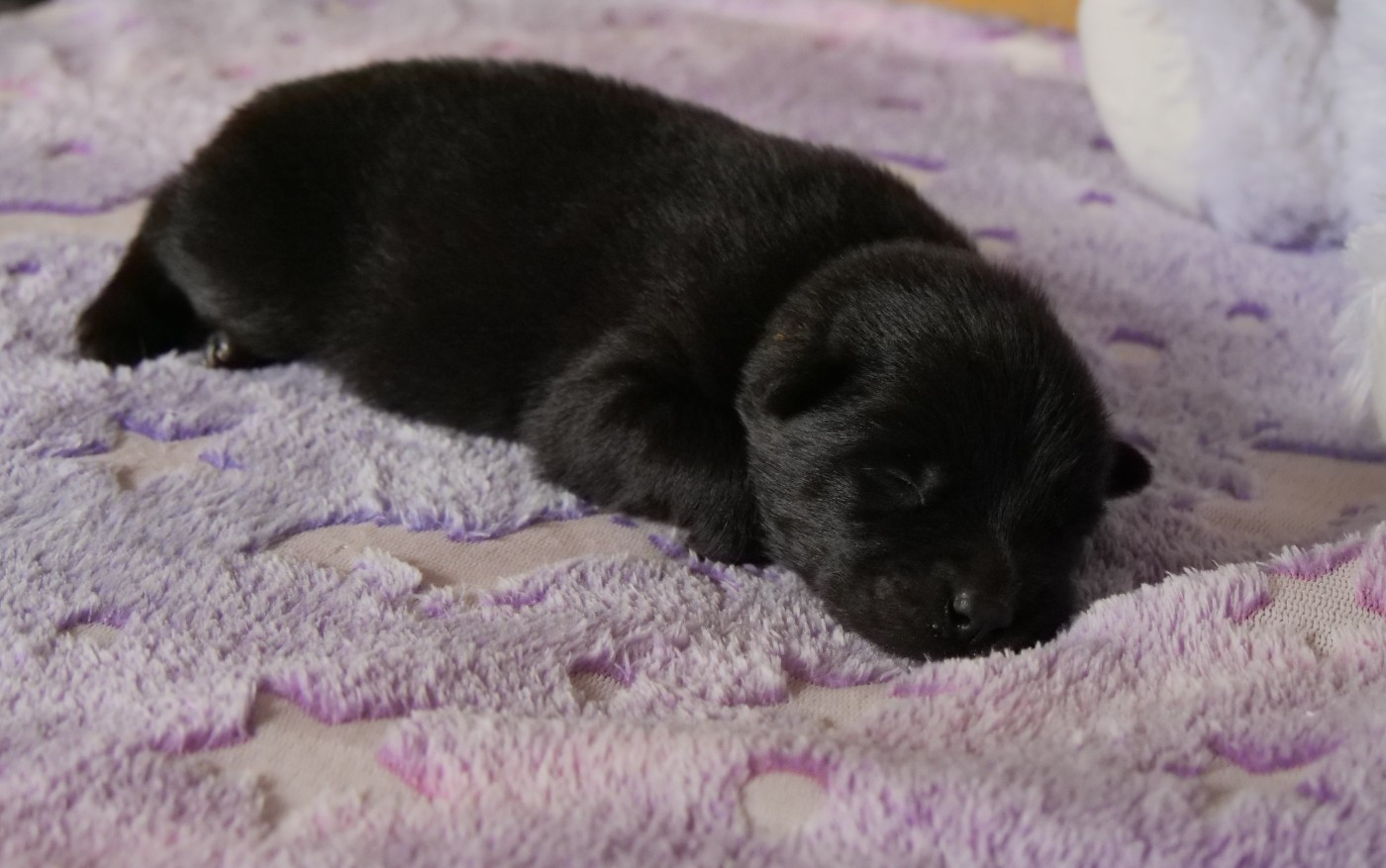 Des Légendes De La Louve Arc-en-ciel - Chiots disponibles - Eurasier