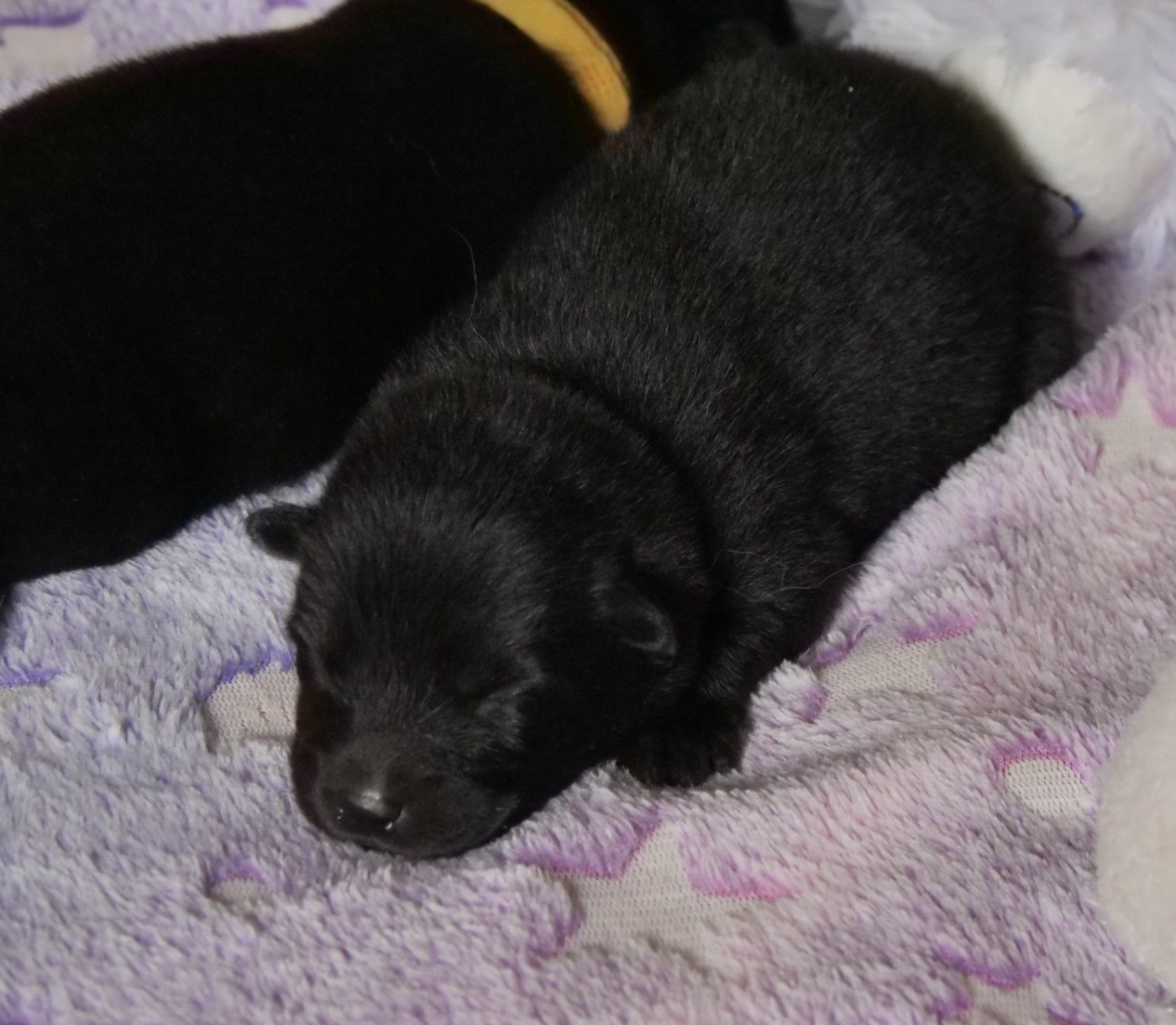 Des Légendes De La Louve Arc-en-ciel - Chiots disponibles - Eurasier