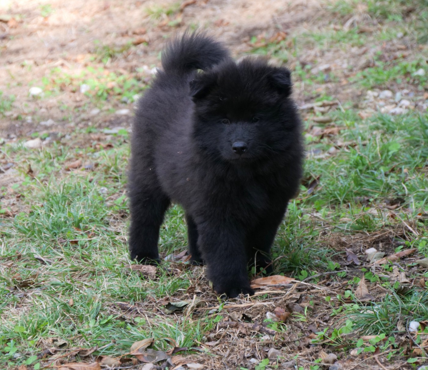 Des Légendes De La Louve Arc-en-ciel - Chiots disponibles - Eurasier