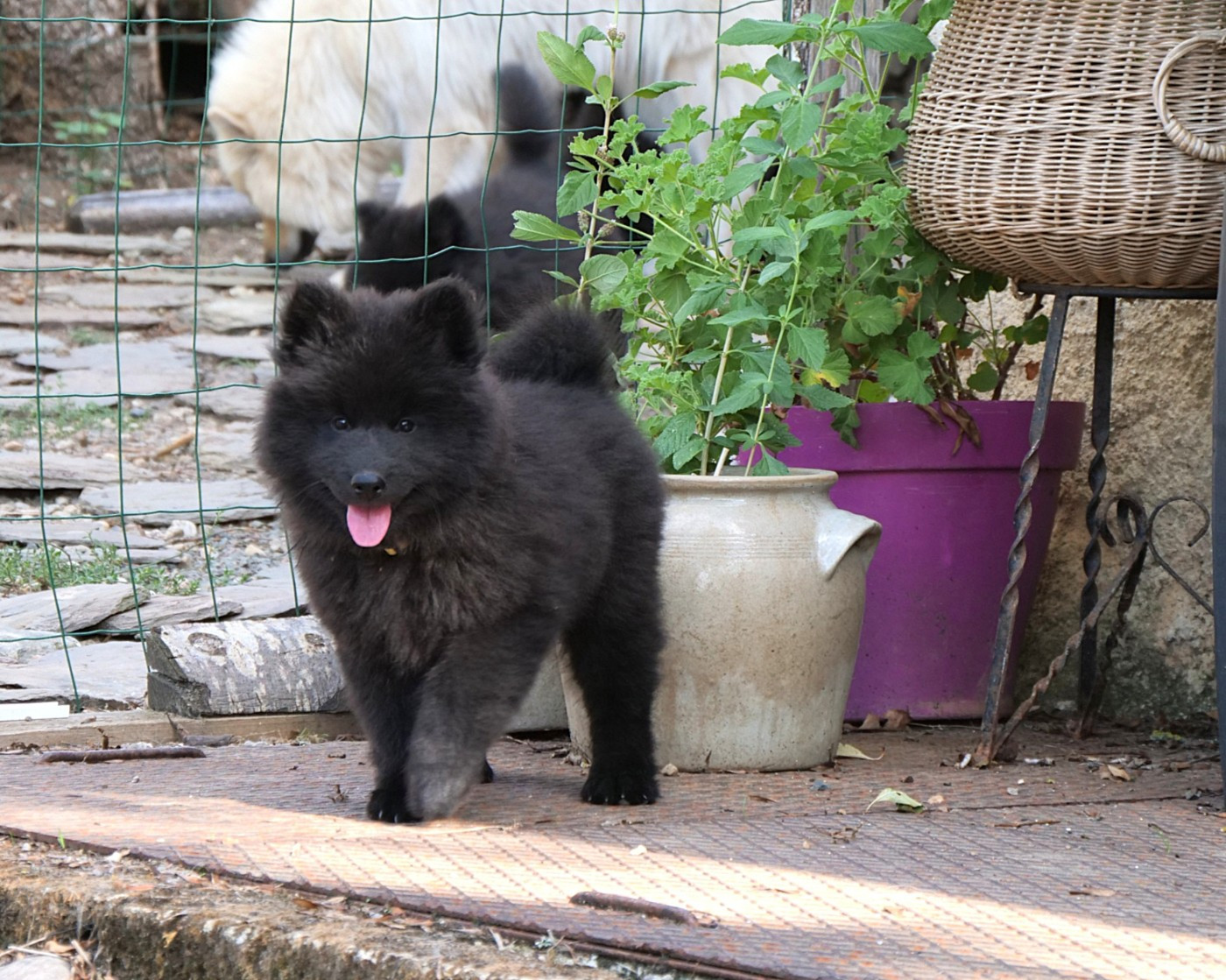 Des Légendes De La Louve Arc-en-ciel - Chiots disponibles - Eurasier