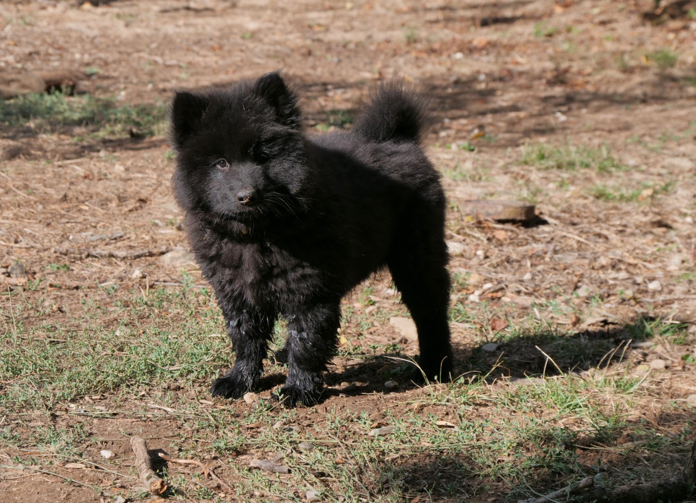 Des Légendes De La Louve Arc-en-ciel - Chiots disponibles - Eurasier
