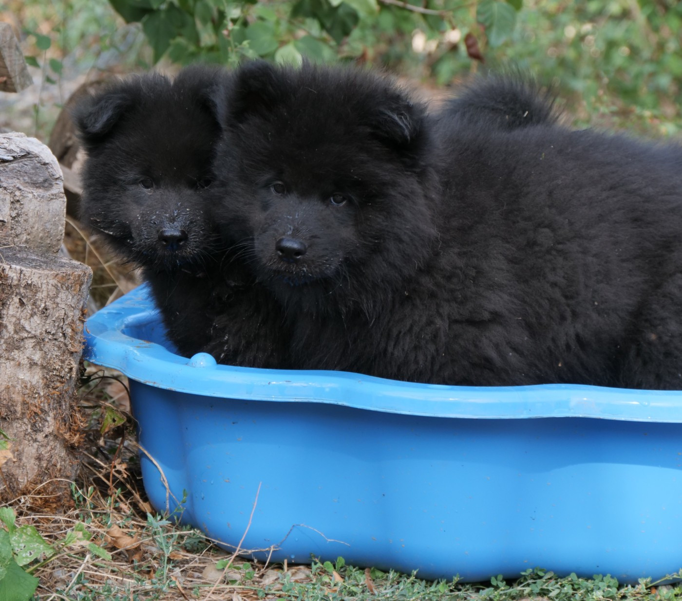 Des Légendes De La Louve Arc-en-ciel - Chiots disponibles - Eurasier