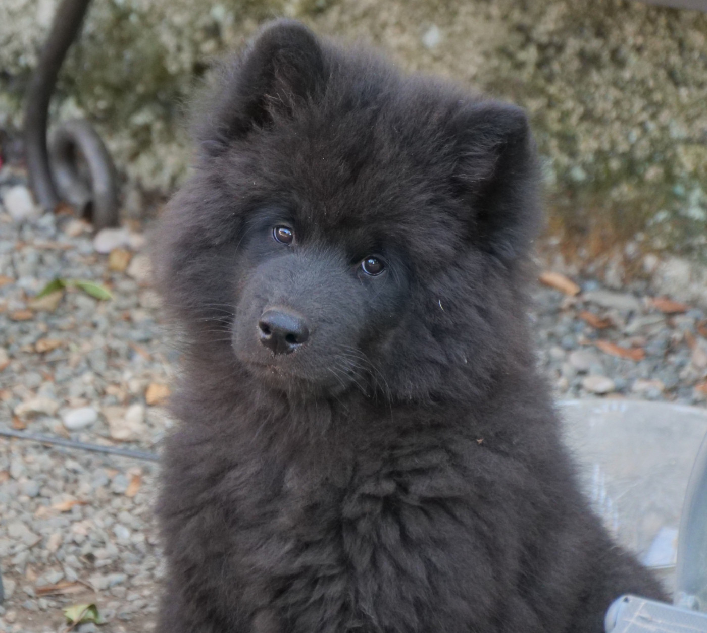 Des Légendes De La Louve Arc-en-ciel - Chiots disponibles - Eurasier