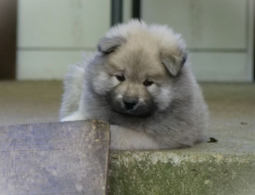 Des Légendes De La Louve Arc-en-ciel - Chiots disponibles - Eurasier