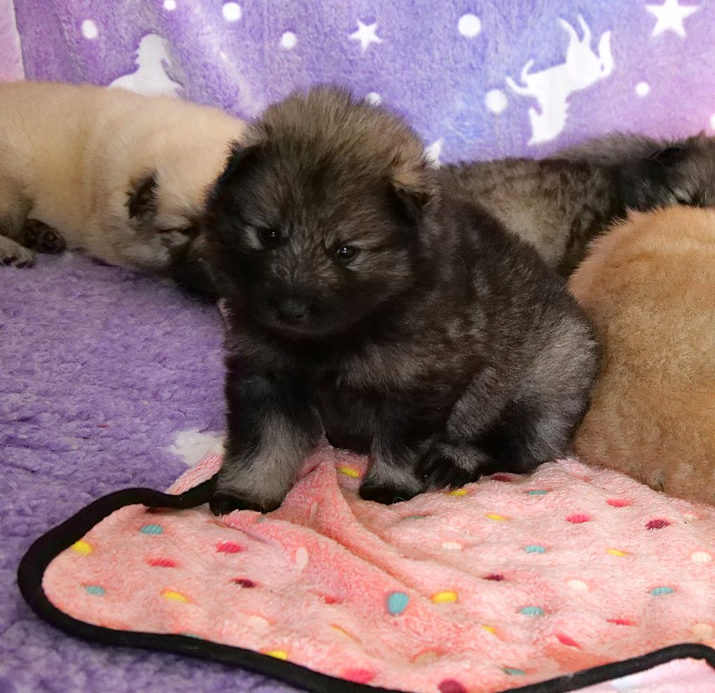 Des Légendes De La Louve Arc-en-ciel - Chiots disponibles - Eurasier