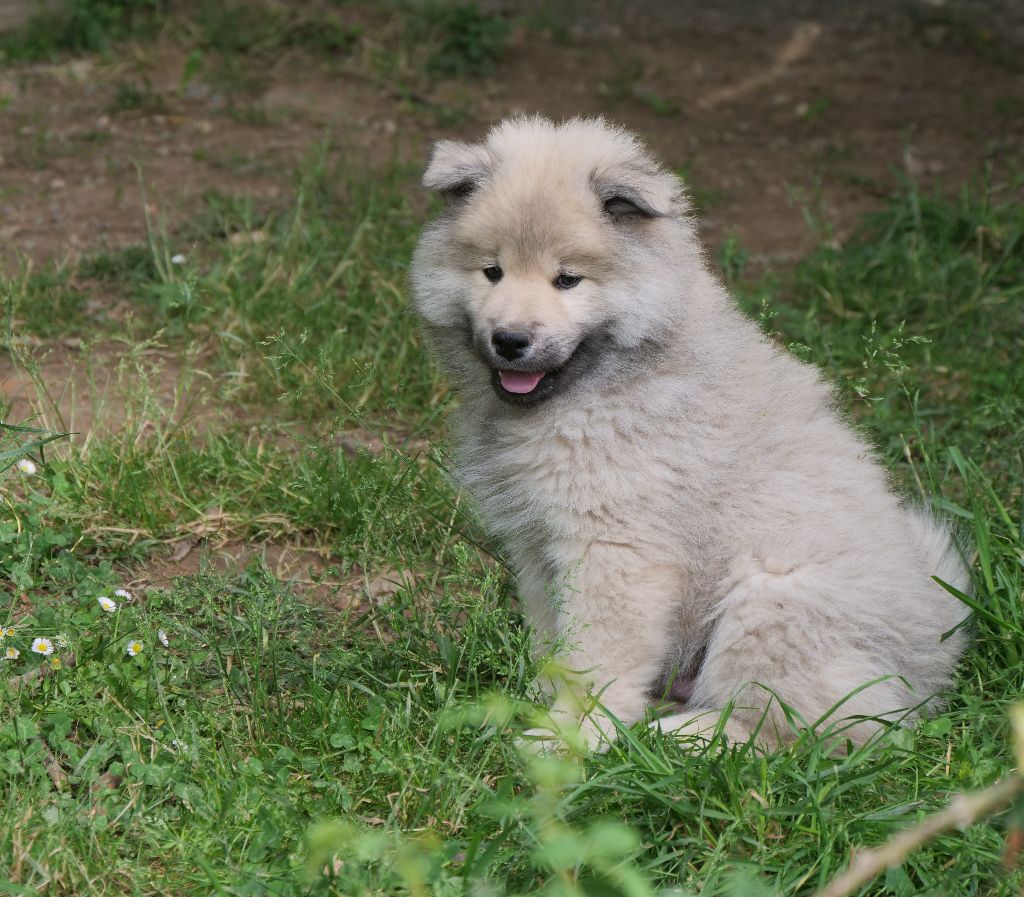 Des Légendes De La Louve Arc-en-ciel - Chiots disponibles - Eurasier