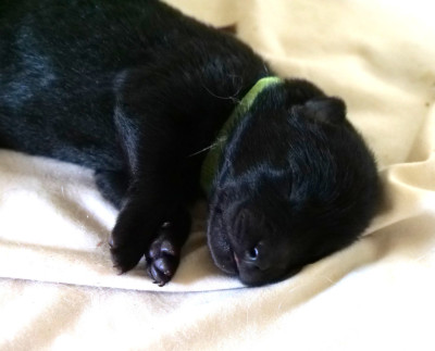 CHIOT 5- collier Vert