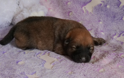 CHIOT 2