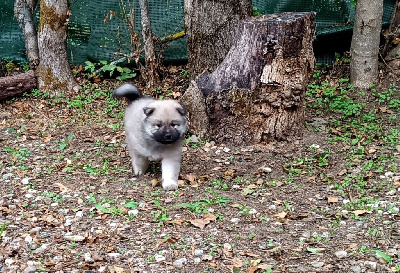 CHIOT