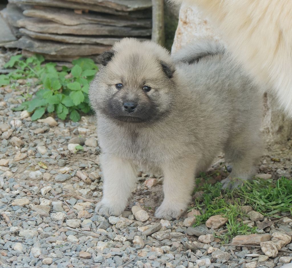 Des Légendes De La Louve Arc-en-ciel - Chiots disponibles - Eurasier